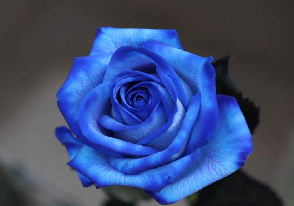 ブルーローズ — 奇跡の青いバラ
