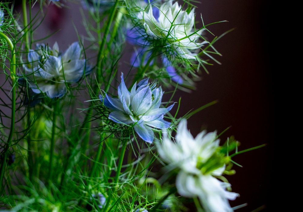ニゲラ — 異国的な雰囲気の青い花