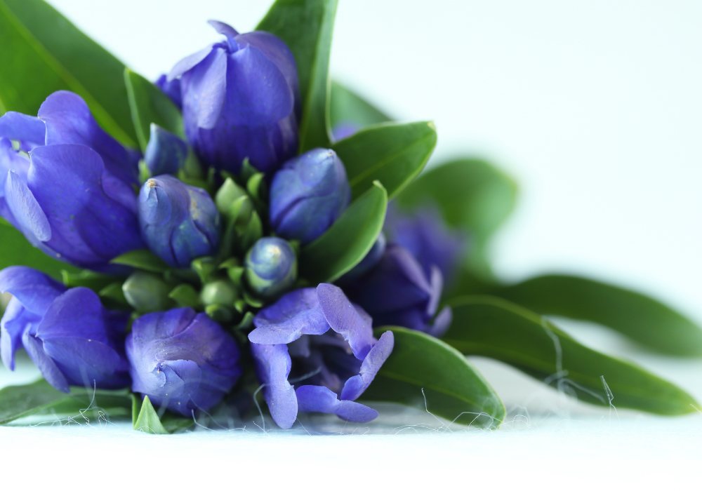 リンドウ — 誠実を伝える秋の青い花