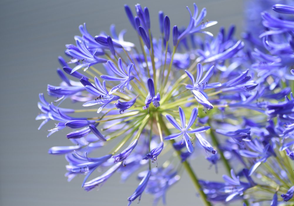アガパンサス — 初夏の爽やかな青い花