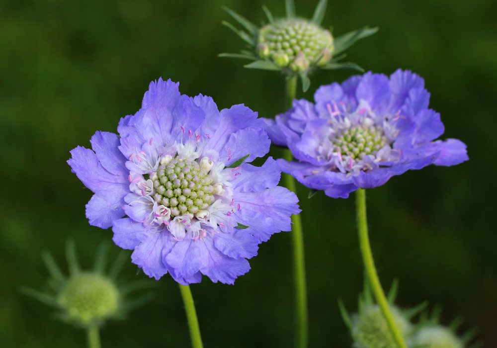 スカビオサ — 繊細な青紫の花