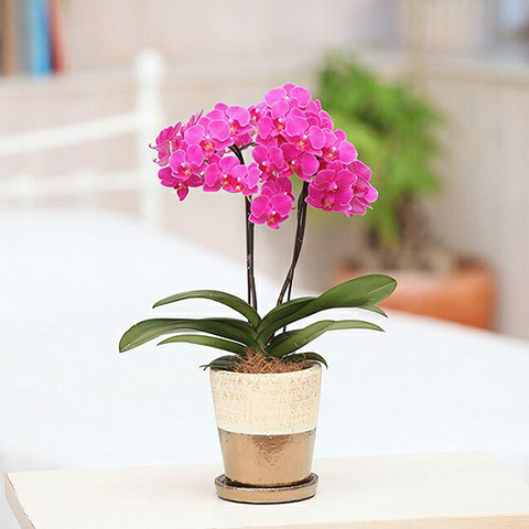 ミディ胡蝶蘭 Gクラック