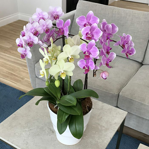 3色よせ ミックス