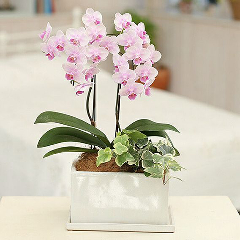 ミディ2本立 パルテノ