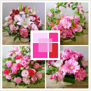 濃いピンク「ルージュ」