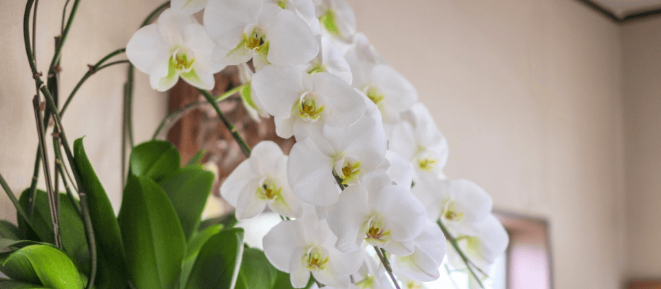 ビジネスに贈るお花