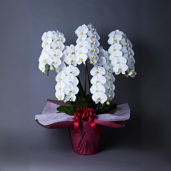 胡蝶蘭の花 贈答用・お祝い胡蝶蘭「プライム」5本立｜おしゃれな花束
