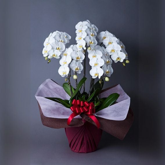 胡蝶蘭のお祝い花。お取引さまの社長就任のお祝い、開業お祝い、移転お祝いに贈るお花の贈り物