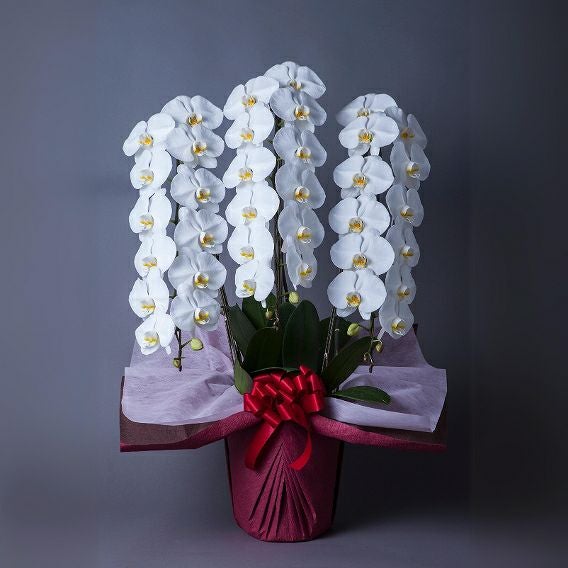 胡蝶蘭のお祝い花。お取引さまの社長就任のお祝い、開業お祝い、移転お祝いに贈るお花の贈り物