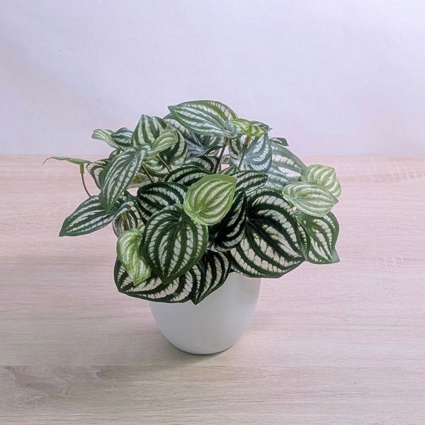 枯れないグリーン　インテリアグリーン