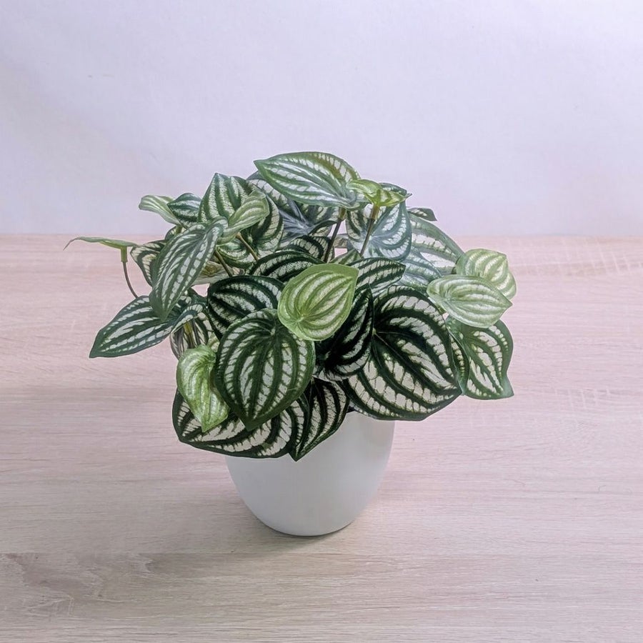 枯れないグリーン　インテリアグリーン