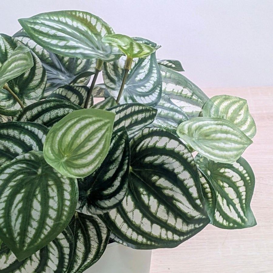 枯れないグリーン　インテリアグリーン