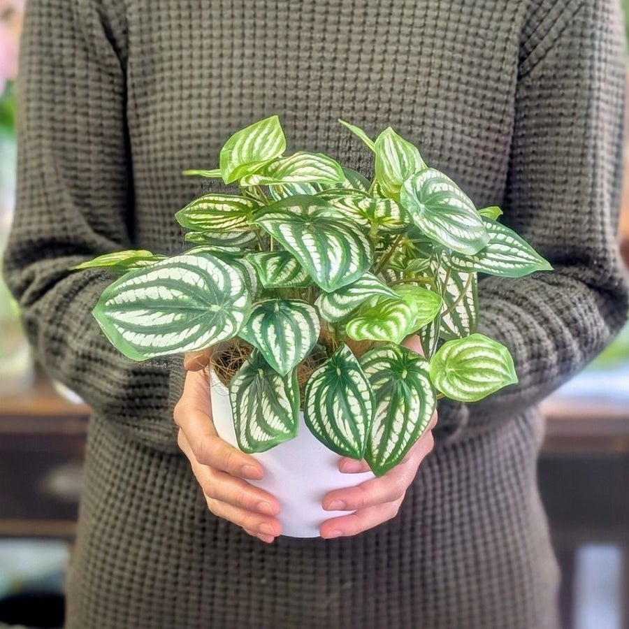 枯れないグリーン　インテリアグリーン