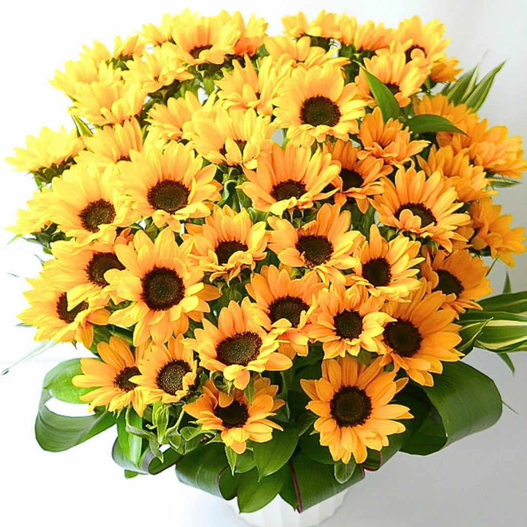 サマーギフト　夏の花ギフト　ひまわりを贈る　ひまわりのプレゼント