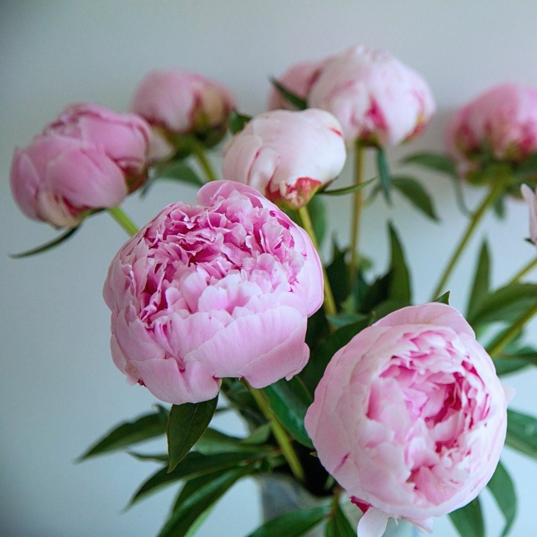 初夏限定シャクヤクの花束 「Peony（ピオニー）」｜おしゃれな花束
